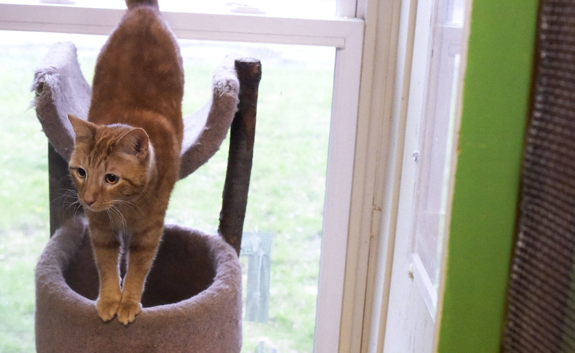 Bullet, a rescue cat that resides at Angelcare Pet Resort